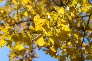 yellow maple leaves