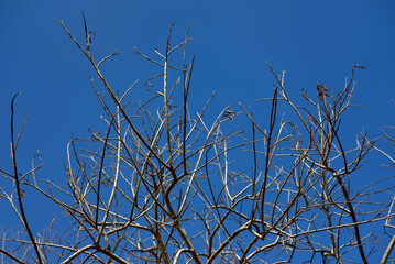 branches against the sky