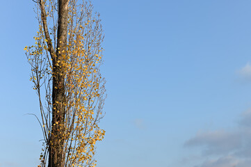 tree with golden leaves against blue sky in late autumn early winter