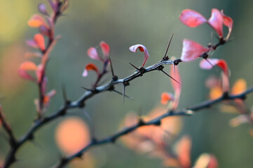 long thorns on Japanese barberries berberis thunbergii in late afternoon light in winter
