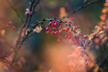 Japanese barberries berberis thunbergii in late afternoon light in winter