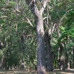 Intertwining Branches of Perennial Trees Form a Kind of Fabulous Relief Picture On One of the Park Areas of the City of Odessa