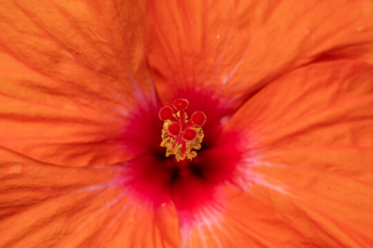 The Hibiscus rosa-Sinensis or job flower beautiful closeup