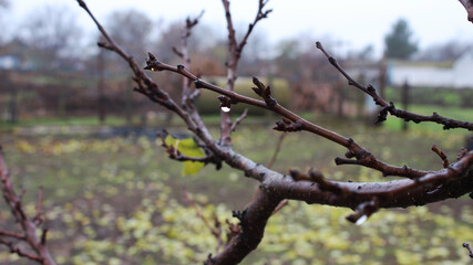 Wet branch in autumn after rain with water drop. Selective focus.