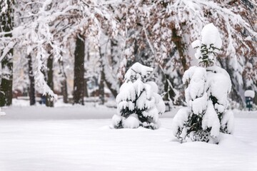 snow covered trees