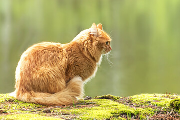 portrait red fur cat in green summer grass near river with sun glare in background