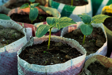 From vegetable gourd seeds growing an into plastic bags
