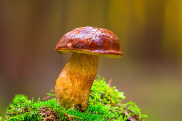 a tasty fungus in multi colored autumn forest