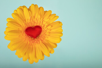 Yellow gerbera with red heart on mint background for Valentine's Day, March 8, wedding, birthday, Mother's day. For the design of labels, website, postal cards. Copy space.