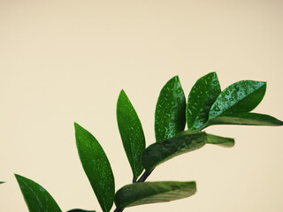 Green Zamioculcas Plant At Home. ZZ plant leaves