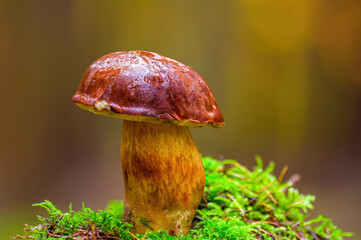 a tasty fungus in multi colored autumn forest