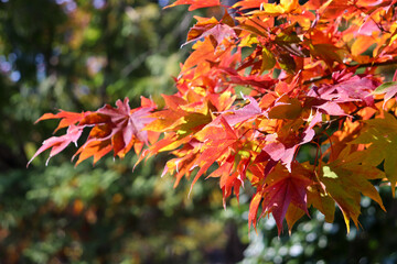 もみじ かえで 夕暮れ オレンジ 黄色 和風 日本