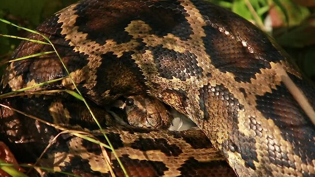 A large Python swallows its prey. Python eating a chicken. Animal wildlife background concept