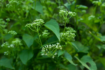 Green creeper tiny white grass flowers plantation
