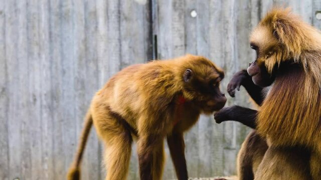 Close up of male baboon mating with a female.
