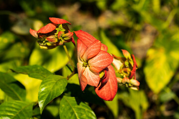 Olive leaf and color tree in the agricultural firm