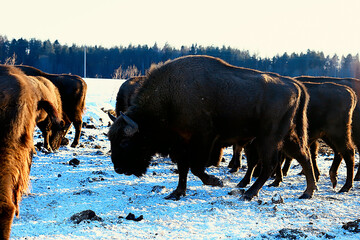 Aurochs bison in nature / winter season, bison in a snowy field, a large bull bufalo