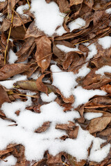 Autumn leaves covered with snow, natural background