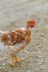 Portrait of a free-living chicken