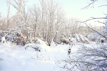 winter forest landscape covered with snow, december christmas nature white background