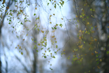 autumn evening branches gloomy background, abstract seasonal concept sadness stress