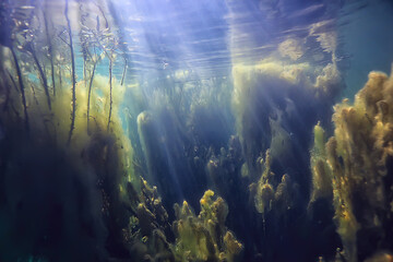 mangroves underwater landscape background / abstract bushes and trees on the water, transparent water nature eco