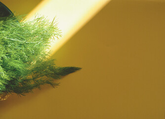 A fresh dill in a plate on a yellow surface. Sunlight falls on the dill.