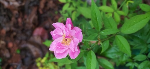 Rose is love that blossoms forever