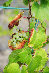 Nahaufnahme einer Rebe mit hellen Trauben für Weißweine in einem Weinberg