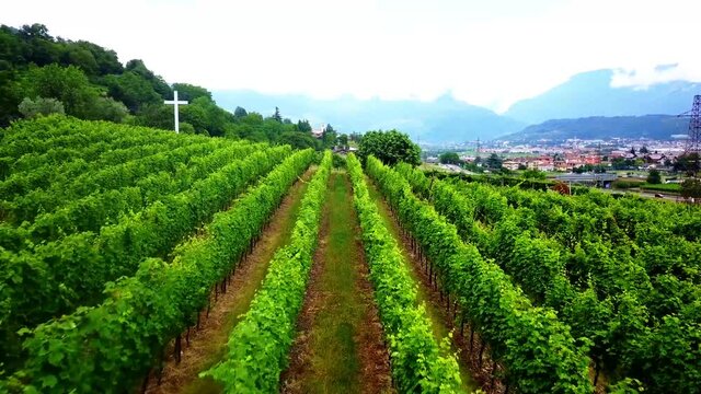 Flight over a vineyard with grapevines near Lake Garda Italy Drone 4K