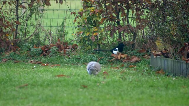 Footage, free, freedom, garden, grass, gray, green, life, meadow, natural, nature, nobody, one, outdoor, outdoors, outside, park, peace, pigeon, pigeons, plumage, tree, video, view, wild, wildlife, wi