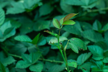 White rose and green buds flower in to home garden