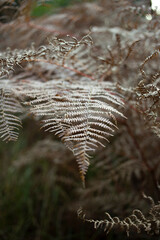 Autumn fern