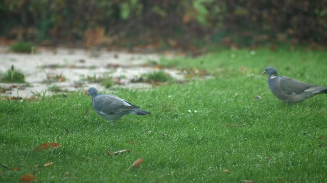 Long shot pigeon feeds on seeds in the home garden. Video 4K