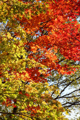 紅葉 グラデーション カラフル 綺麗 もみじ 秋 オレンジ 