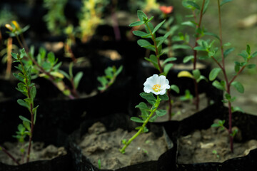 Hogweed or Portulaca Oleracea white petals and yellow petal grass flower