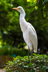 White Heron in Kuala Lumpur Bird Park, Malaysia