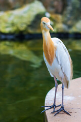 White Heron in Kuala Lumpur Bird Park, Malaysia