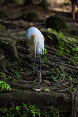 White Heron in Kuala Lumpur Bird Park, Malaysia