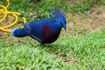 Western Victorian crowned-pigeon in Kuala Lumpur Bird Park, Malaysia