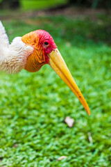 Close-up of yellow billed stork in the Kuala Lumpur Bird Park, Malaysia