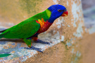 Parrot in Kuala Lumpur Bird  Park, Malaysia