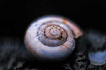 Mollusk shell is on the river coast. Marine animal shell with focus on the spiral.