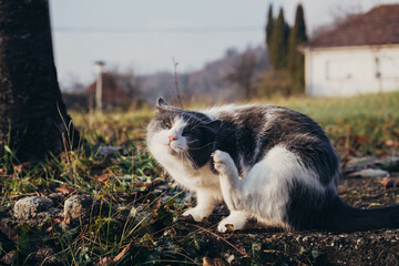 Domestic cat scratching head outdoors