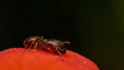 Ant walking on red petal