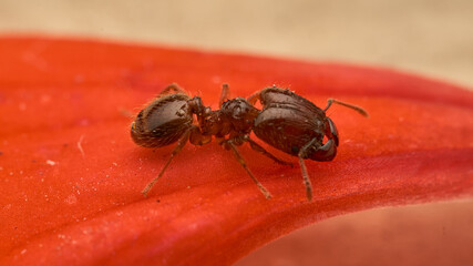 Ant walking on red petal