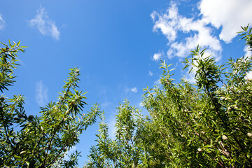 Branches of Almond trees, Valencia, Spain