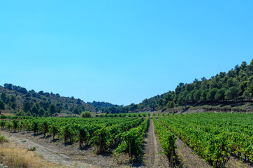 Fototapeta na wymiar Vineyard in the summer, South Europe agriculture, rural landscape. 
