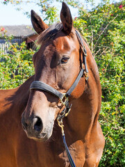 Fototapeta premium Bay Horse Headshot