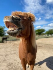 Lustiges Pferd zeigt Zähne